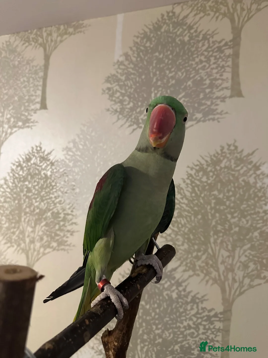 Ringnecks birds for sale: Alexandrine Ringneck - Advert 2