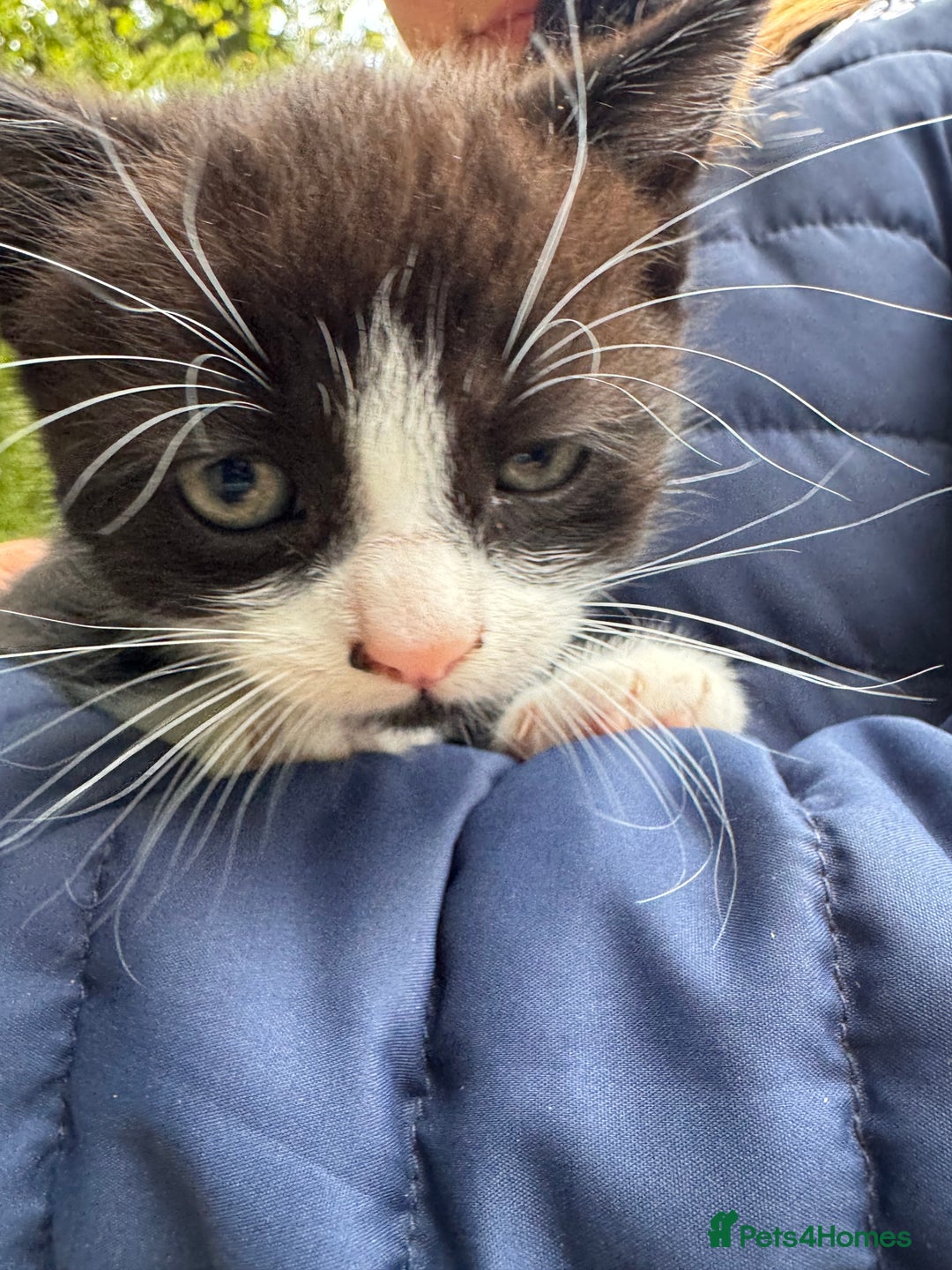 Mixed Breed cats for sale: Kittens  - Image 2