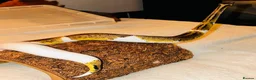 Python Snake reptiles for sale: Royal ball python leopard pied yellow belly  - Advert 1