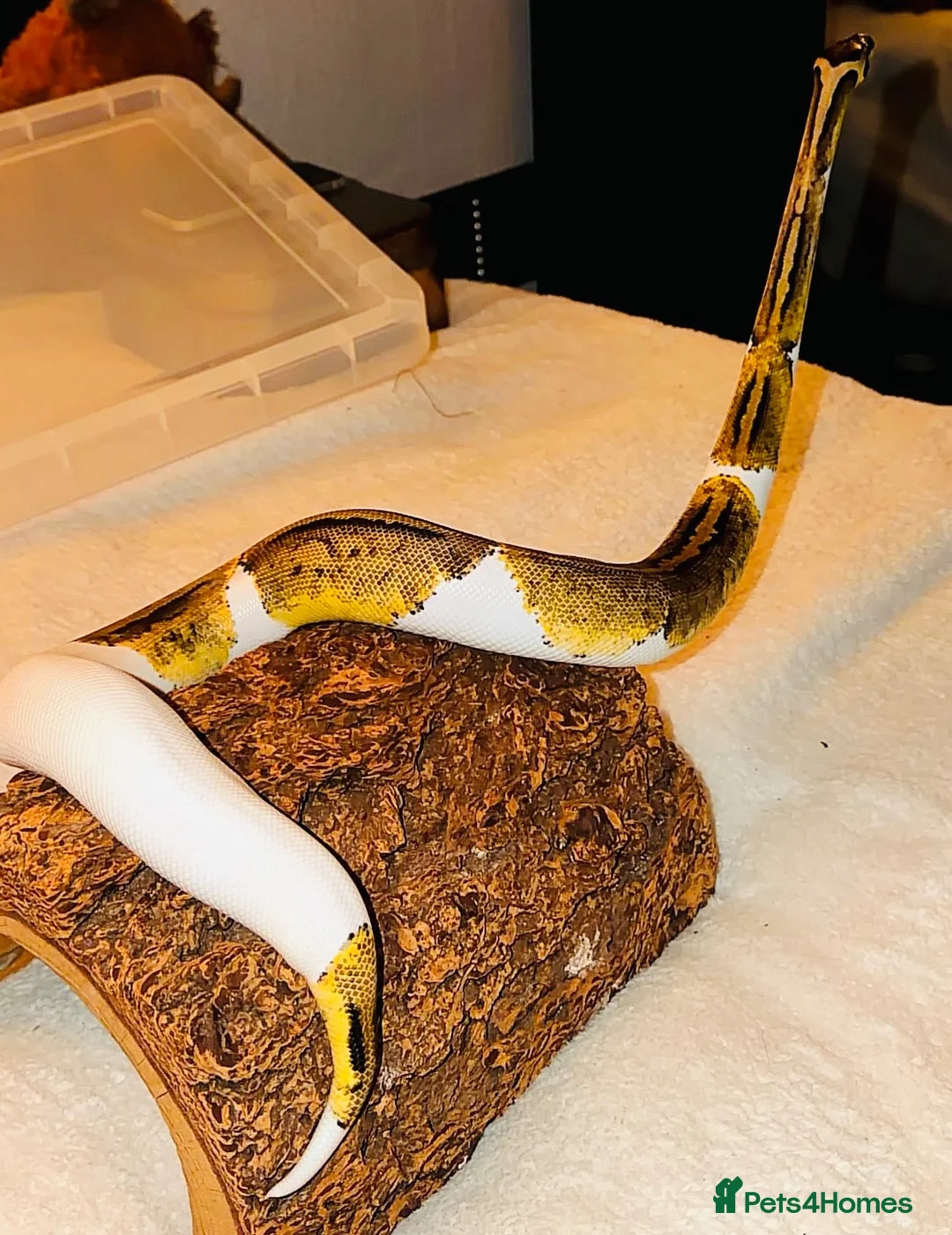 Python Snake reptiles for sale: Royal ball python leopard pied yellow belly  - Advert 1
