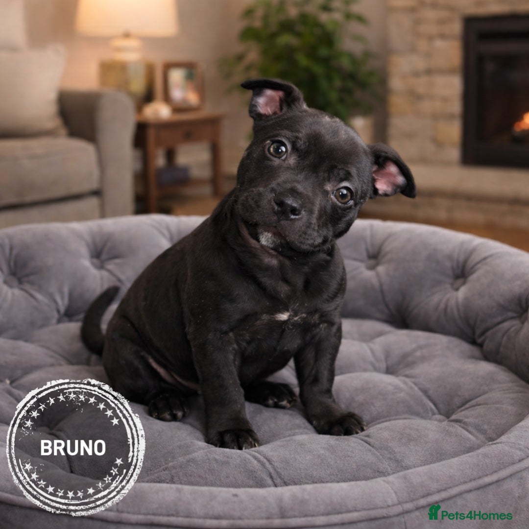 Staffordshire Bull Terrier dogs VALGO TOP GUN PUPPIES NOW AVAILABLE WOW 😍  - Advert 13