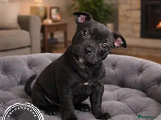 Staffordshire Bull Terrier dogs VALGO TOP GUN PUPPIES NOW AVAILABLE WOW 😍 - Advert 13