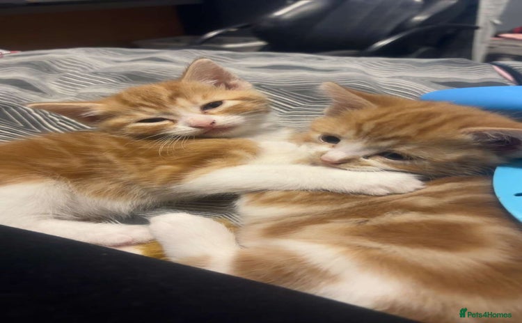 Mixed Breed cats - Advert 1