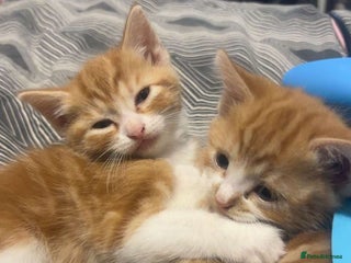 Mixed Breed cats - Advert 16