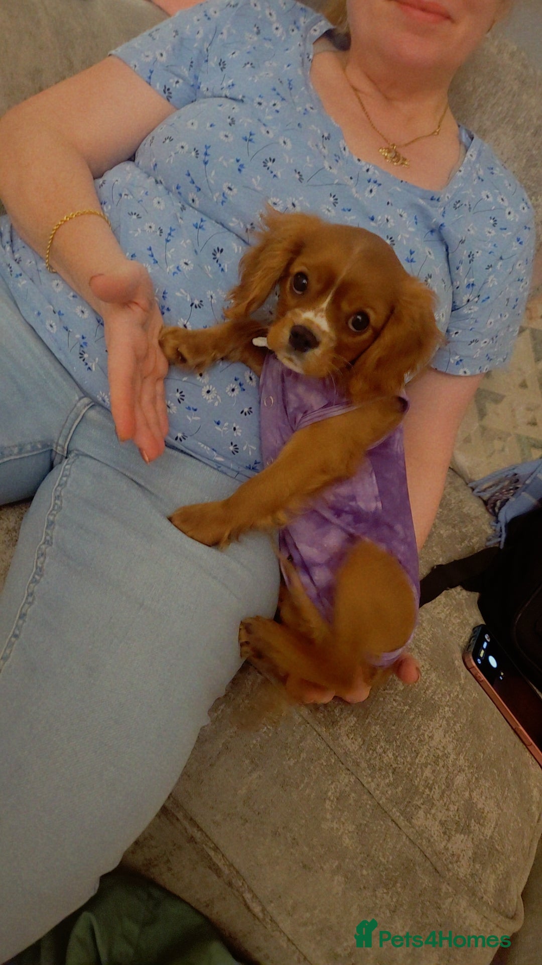 Cavalier King Charles Spaniel dogs Cavalier king charles puppys READY NOW pedigree KC - Advert 4