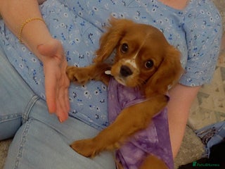 Cavalier King Charles Spaniel dogs Cavalier king charles puppys READY NOW pedigree KC - Advert 4