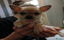 Chihuahua dogs for sale: BEAUTIFUL CHIHUAHUA PUPPIES  - Image 7
