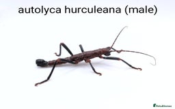Stick Insects invertebrates for sale: Stick and leaf insect eggs - Image 3
