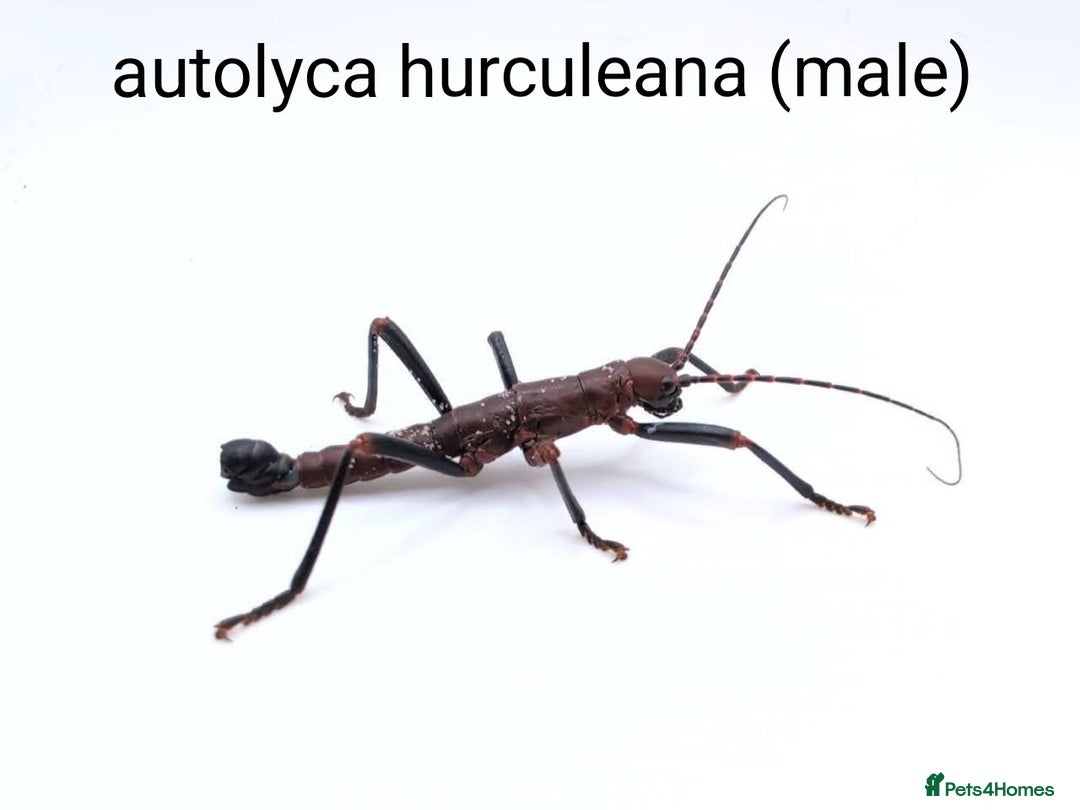 Stick Insects invertebrates for sale: Stick and leaf insect eggs - Image 3
