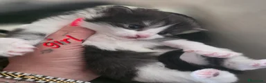 Mixed Breed Kitten 8