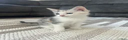 Mixed Breed cats for sale: Beautiful Mixed breed kittens for sale - Advert 6