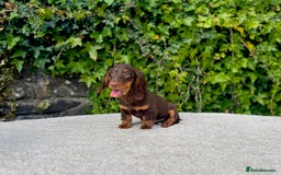 Miniature Dachshund dogs for sale: Long Haired Miniature Dachshunds - READY NOW! - Image 3