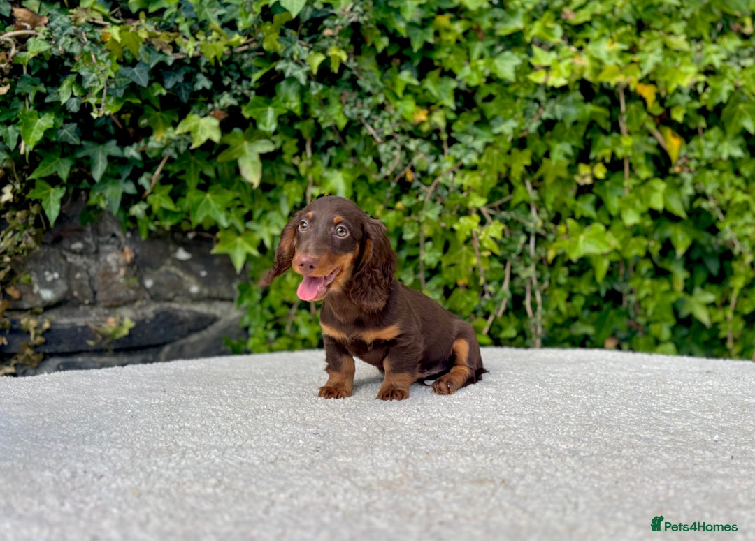 Miniature Dachshund dogs for sale: Long Haired Miniature Dachshunds - READY NOW! - Image 3