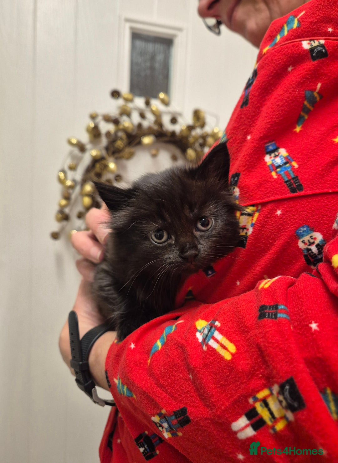 Mixed Breed cats for sale: 😺 VERY FRIENDLY KITTENS 😺 - Advert 29