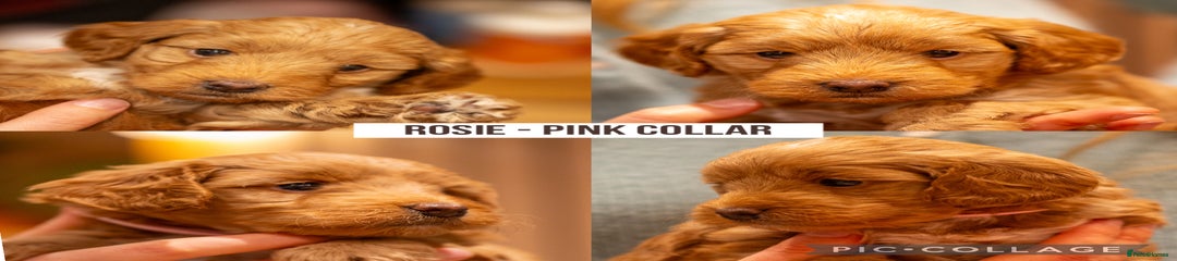 Rosie