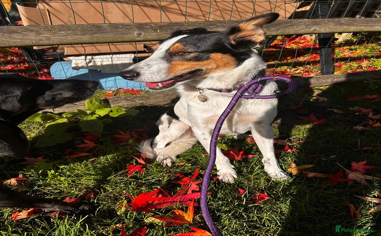 Mixed Breed dogs - Advert 16