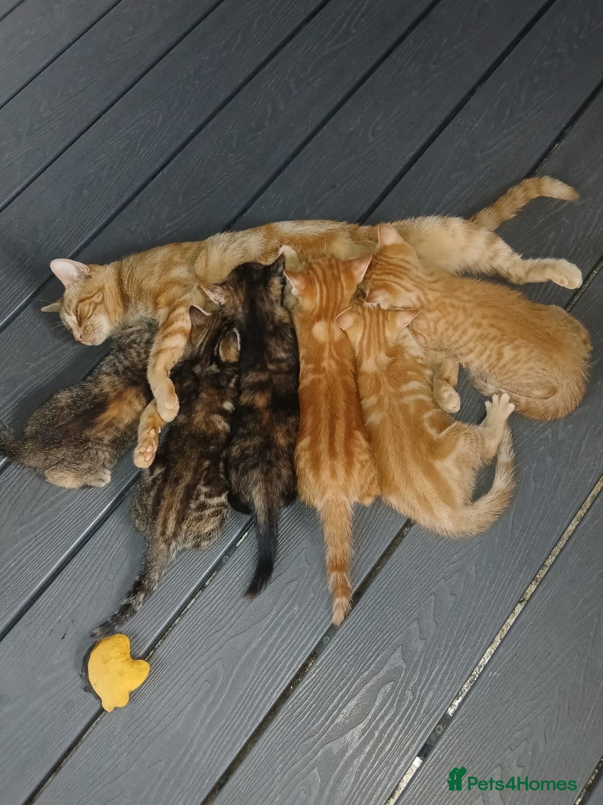 Mixed Breed cats beautiful kittens - Advert 1