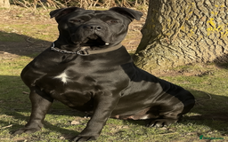 Cane Corso dogs for sale: Female cane corso for rehoming - Image 2