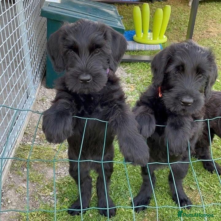 Giant Schnauzer dogs outstanding Giant Schnauzer puppies. in Barnet - Advert 1