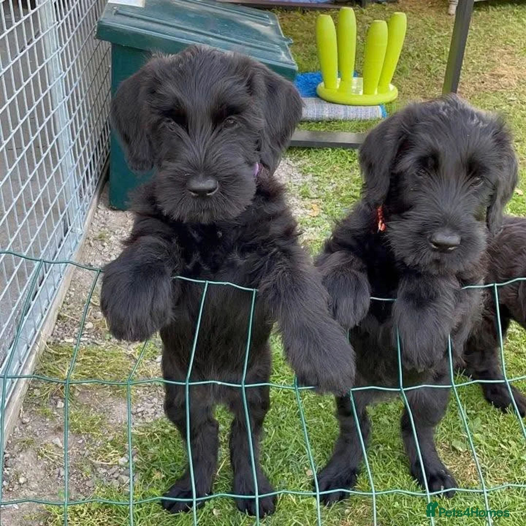 Giant Schnauzer dogs for sale: outstanding Giant Schnauzer puppies. in Barnet - Advert 1