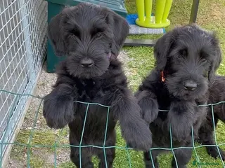 Giant Schnauzer dogs outstanding Giant Schnauzer puppies. in Barnet - Advert 18