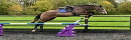 Irish Sports horses for sale: Irish sports horse - Advert 5