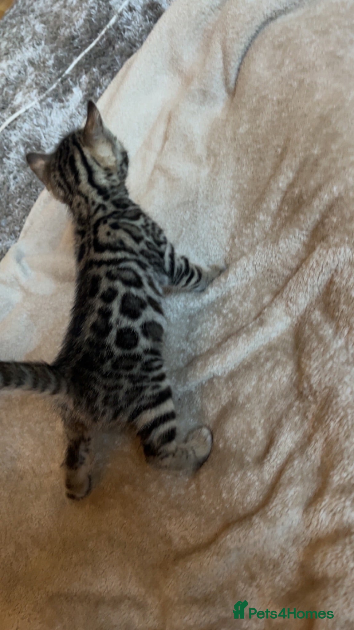 Bengal cats 🐆Tica reg kittens available 🐆 - Advert 11