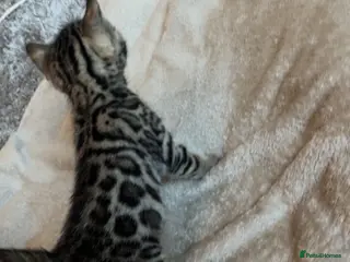 Bengal cats 🐆Tica reg kittens available 🐆 - Advert 1