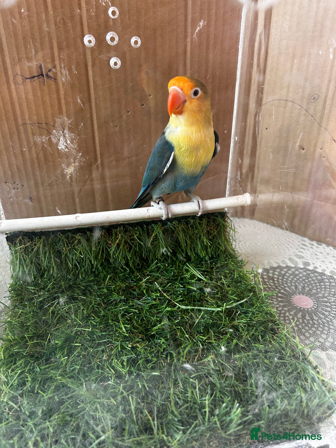 Lovebirds birds for sale: Beautiful Opline lovebirds in Birmingham - Image 16