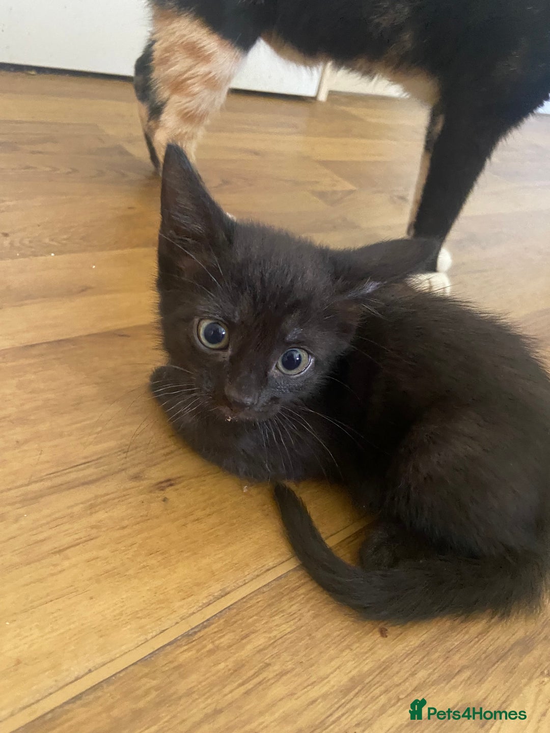 Bengal cats for sale: 7 adorable bengal/tort kitties available now!  - Image 5