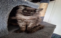 Siberian cats for sale: 2 Female Siberian kittens still available  - Image 6