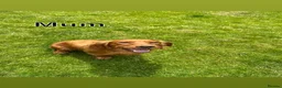 Cocker Spaniel dogs for sale: KC registered working cocker spaniels - Advert 14