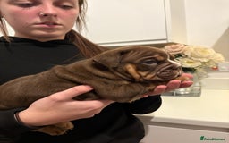 English Bulldog dogs for sale: Stunning KC registered English Bulldogs 4 left - Image 10