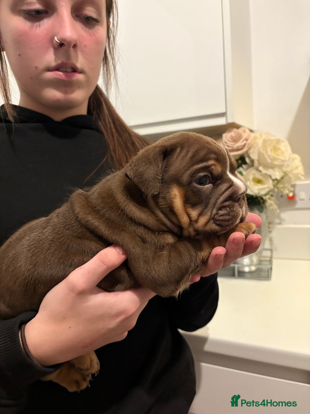 English Bulldog dogs for sale: Stunning KC registered English Bulldogs 4 left - Image 10
