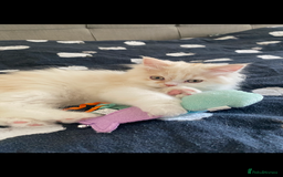 British Longhair cats for sale:  😻 BEAUTIFUL BLH 😻 2 boys READY TO LEAVE  in Milton Keynes - Image 4