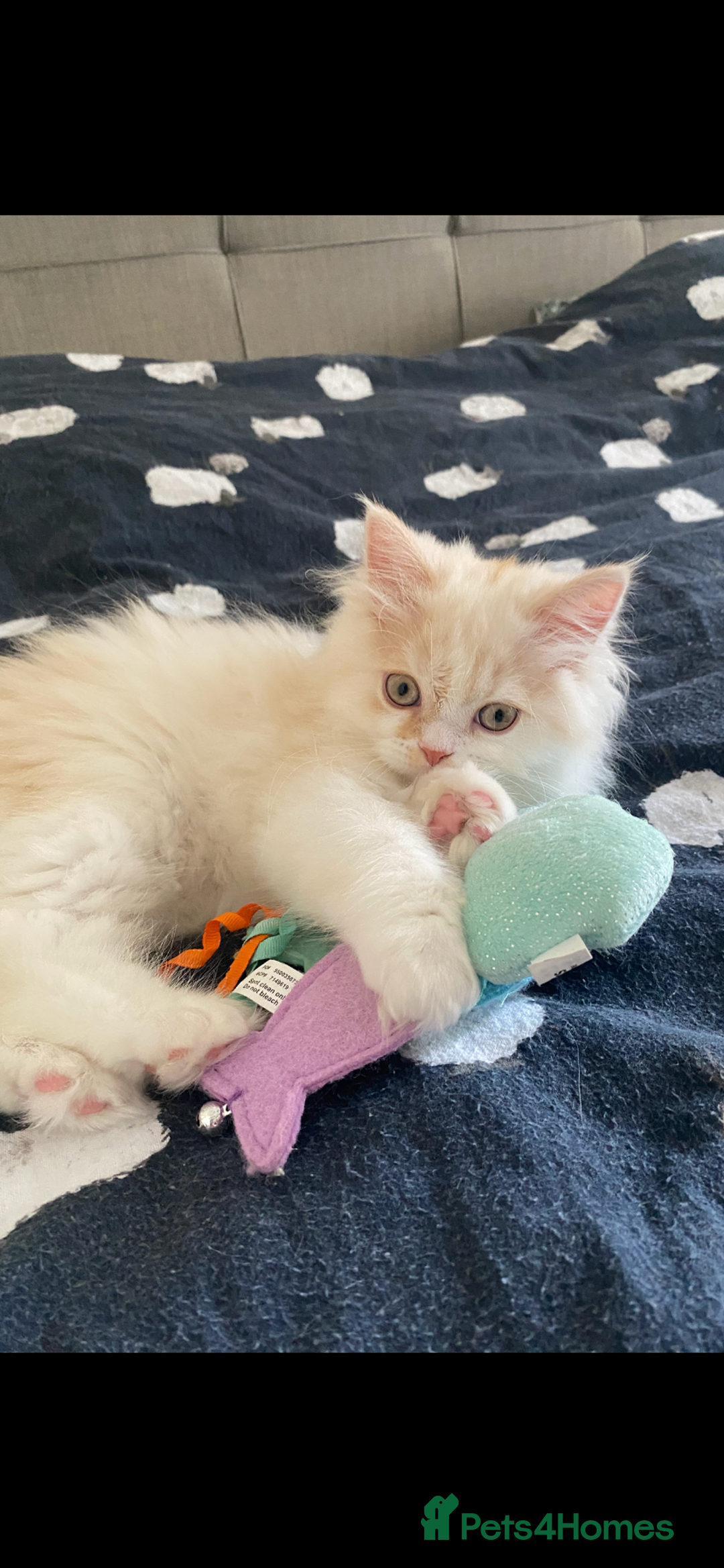 British Longhair cats for sale:  😻 BEAUTIFUL BLH 😻 2 boys READY TO LEAVE  in Milton Keynes - Image 4