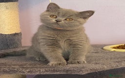 British Shorthair cats for sale: STUNNING, HEALTH TESTED PARENTS, BLUE BSH KITTENS in Burntwood - Image 22