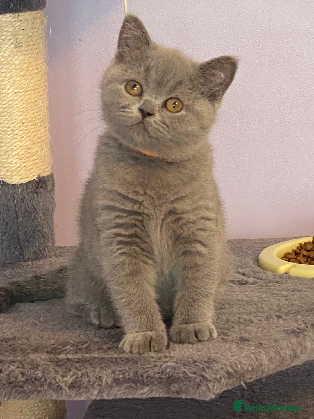British Shorthair cats for sale: STUNNING, HEALTH TESTED PARENTS, BLUE BSH KITTENS in Burntwood - Image 22