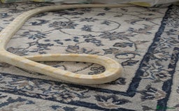 Corn Snake reptiles for sale: Snow morph corn snake  - Image 5