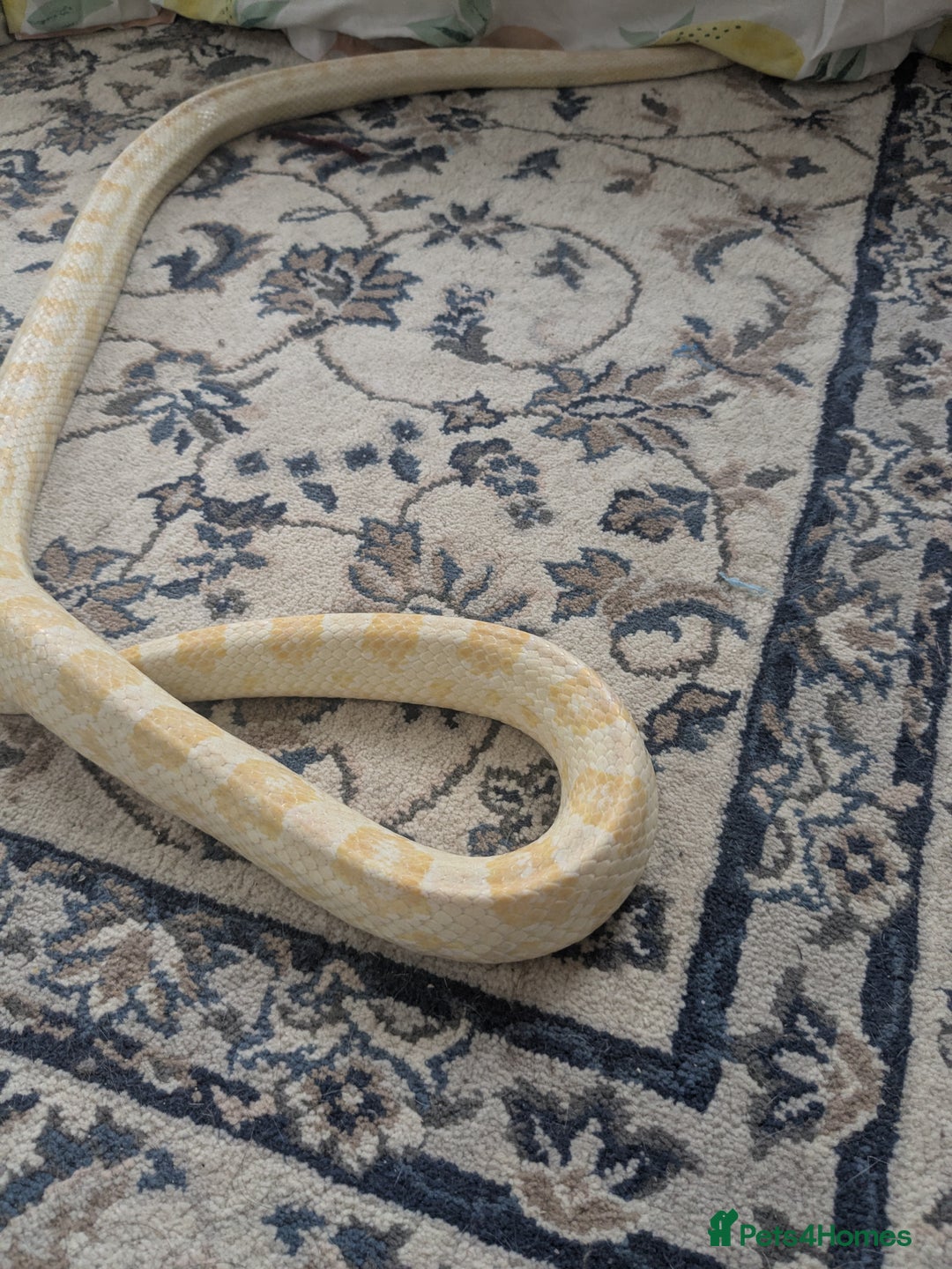Corn Snake reptiles for sale: Snow morph corn snake  - Image 5