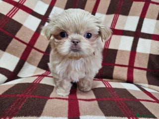 Shih Tzu dogs Tiny Imperial Shih tzu babies - Advert 6