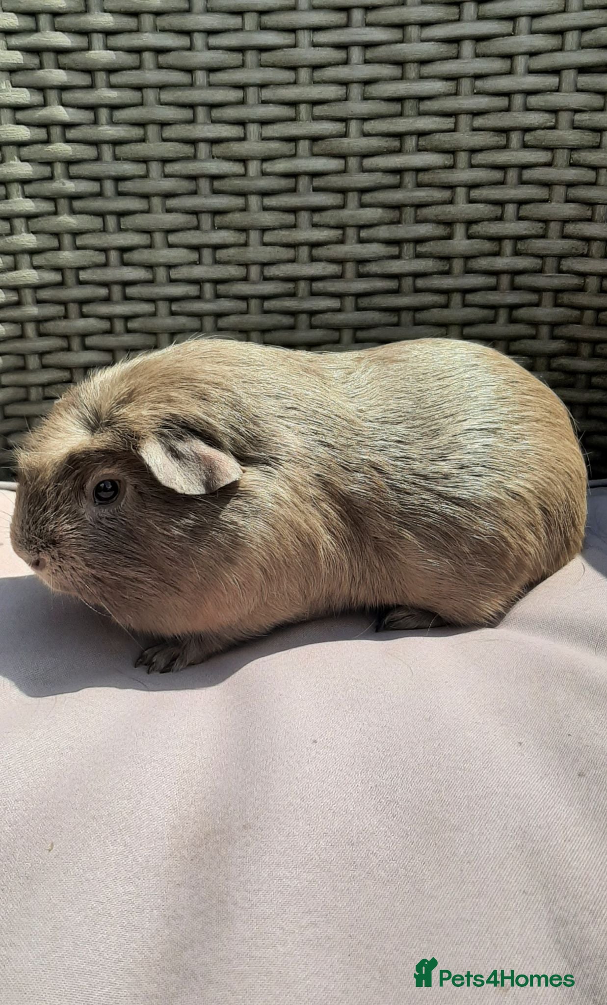 Guinea Pig rodents Skinny pigs and guinea pig babies - Advert 2