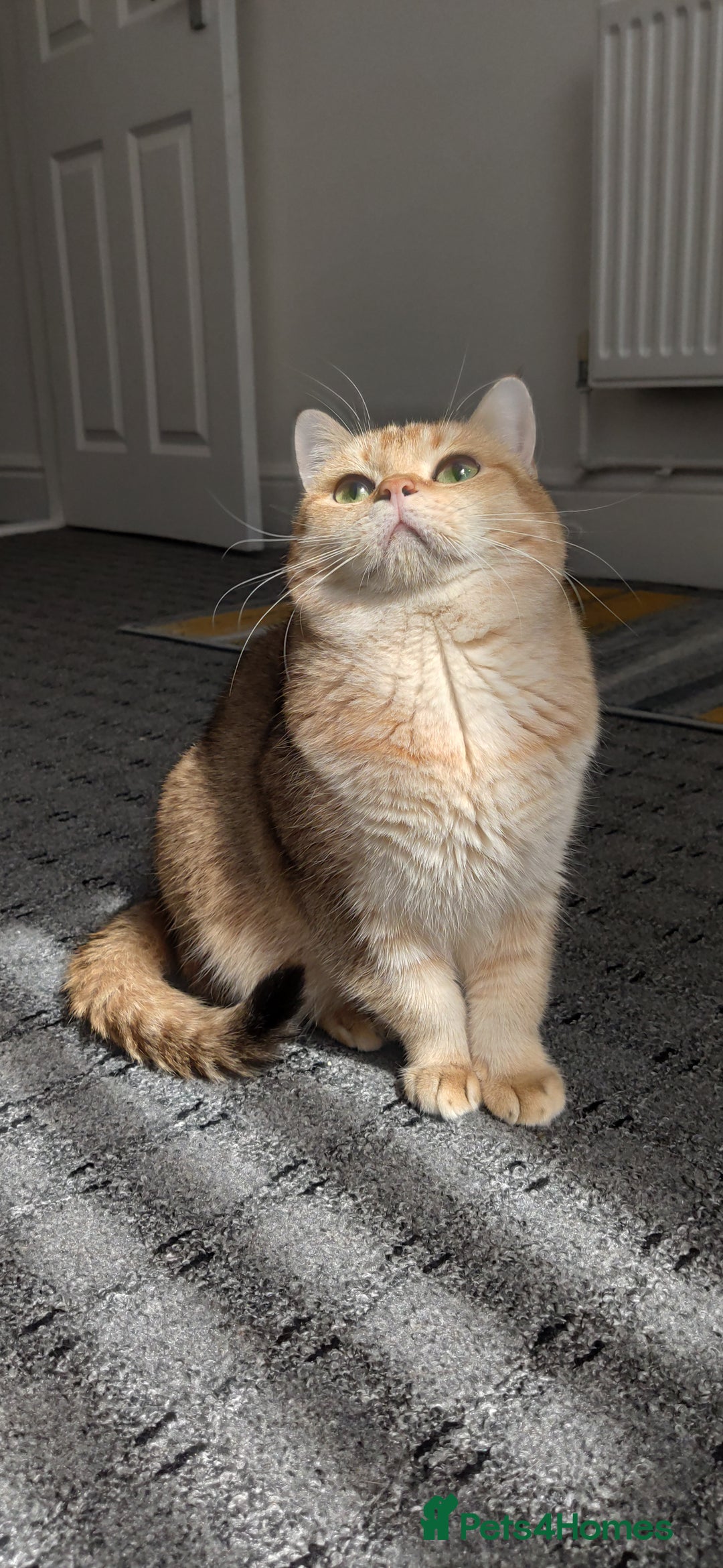 British Shorthair cats for stud: Gold BRI ny12 Stud in Derby - Advert 12