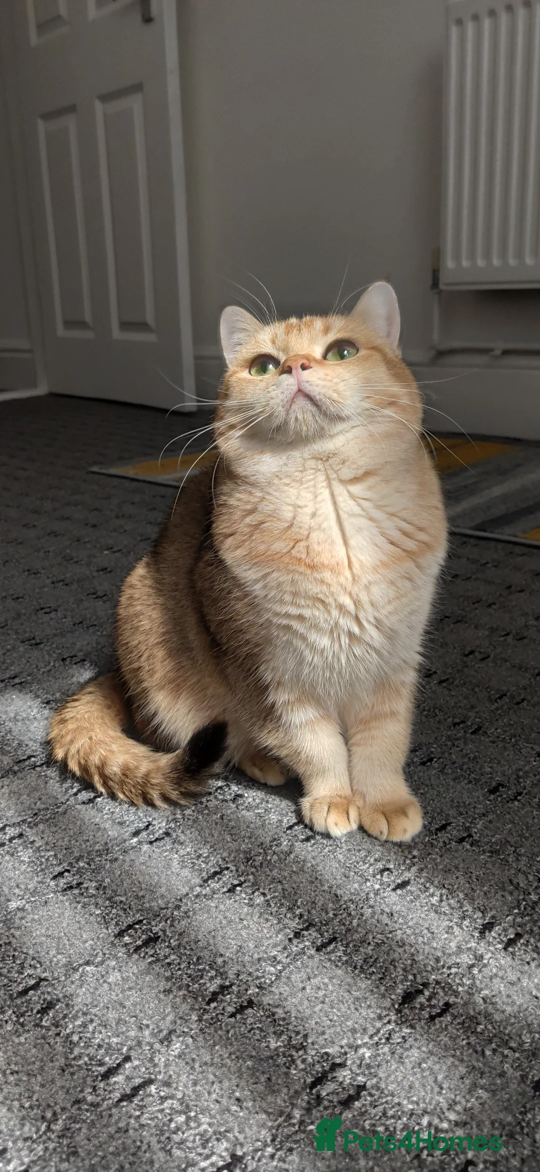 British Shorthair cats for stud: Gold BRI ny12 Stud in Derby - Advert 13