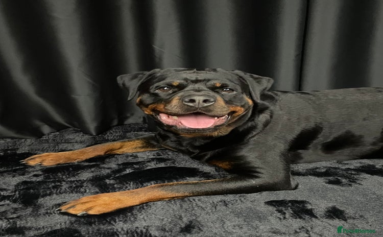 Rottweiler dogs - Advert 1