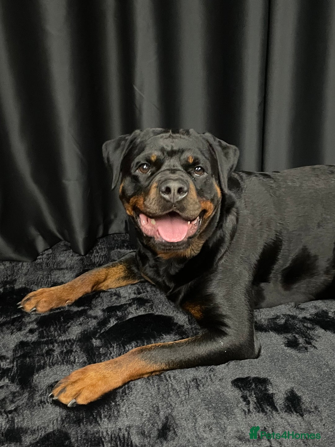 Rottweiler dogs for sale: Female Rottweiler - Image 1
