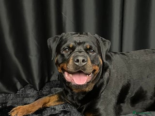 Rottweiler dogs - Advert 11