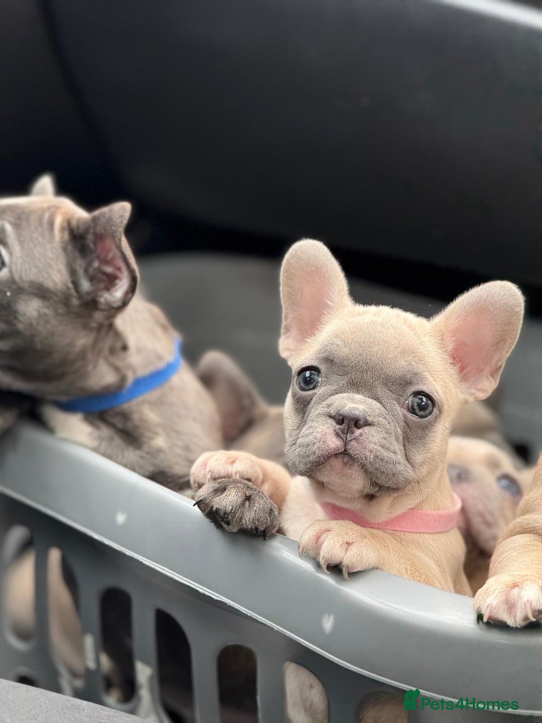 French Bulldog dogs for sale: Top quality french Buldog for sale  - Image 8
