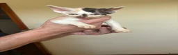 Devon Rex cats for sale: Quintelin Devon Rex - Advert 7