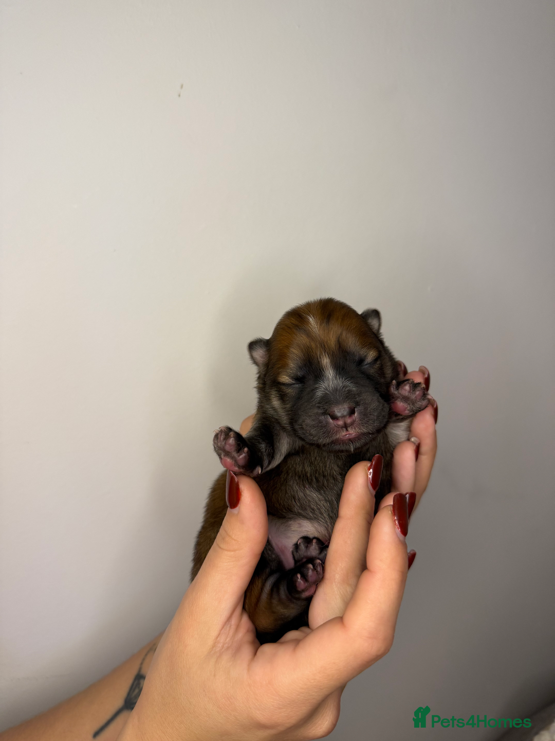 Mixed Breed dogs for sale: chowski / chow chow  - Advert 9